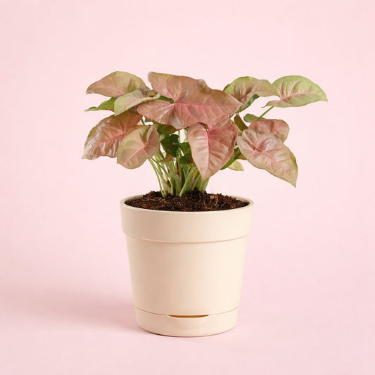 Pink Syngonium Plant | Elegant Indoor Foliage