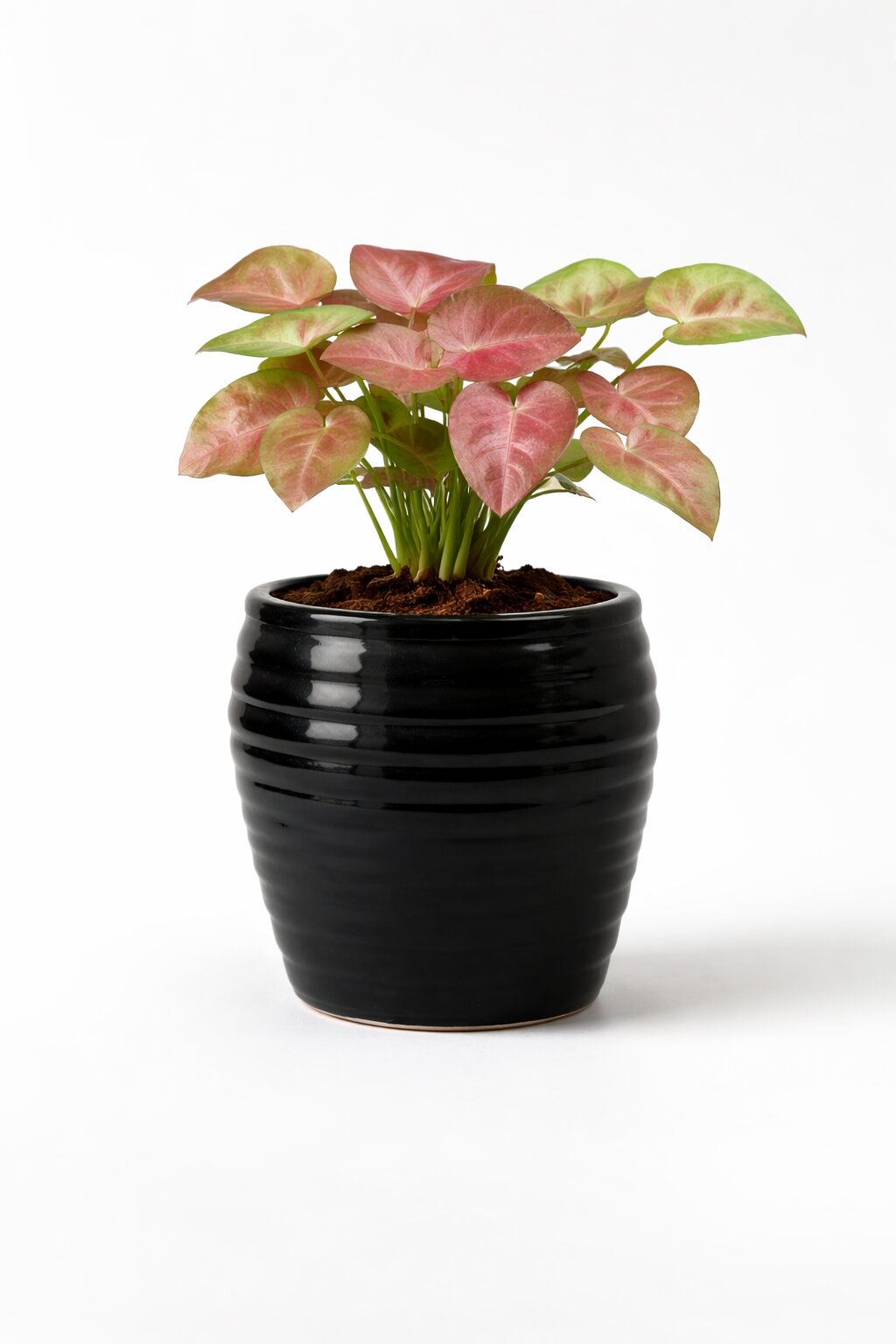Pink Syngonium Plant | Elegant Indoor Foliage