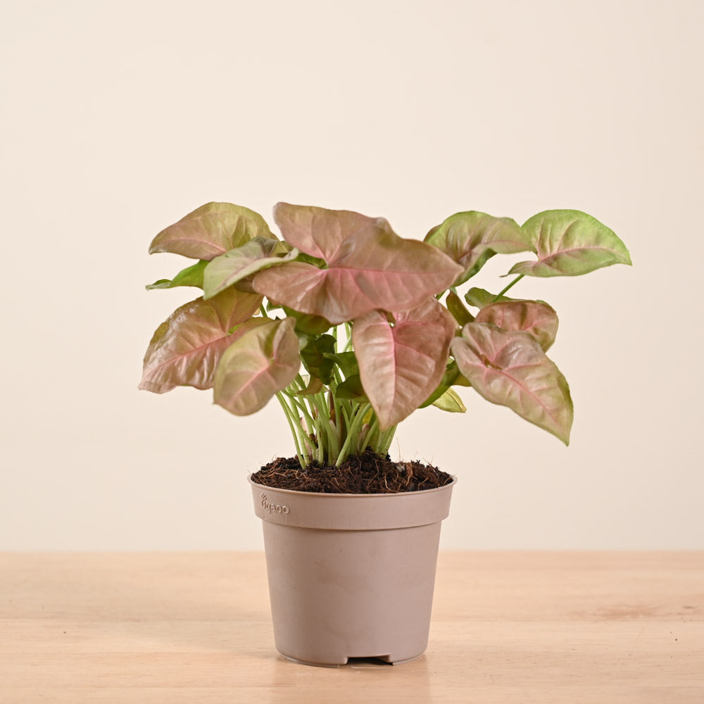 Pink Syngonium Plant | Elegant Indoor Foliage