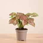 Pink Syngonium Plant | Elegant Indoor Foliage