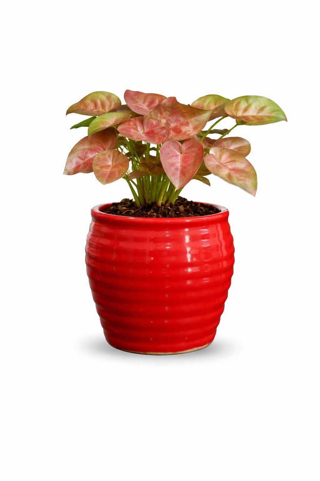 Pink Syngonium Plant | Elegant Indoor Foliage