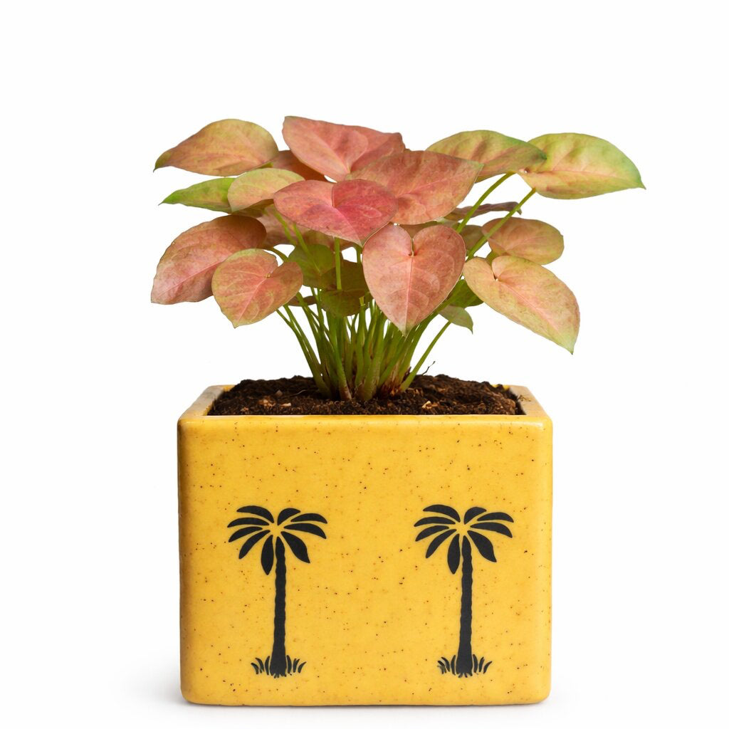 Pink Syngonium Plant | Elegant Indoor Foliage