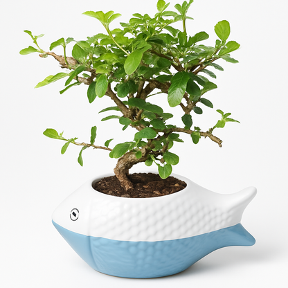 Carmona Flowering Indoor Bonsai Tree – 10 Years, Ceramic Fish Pot