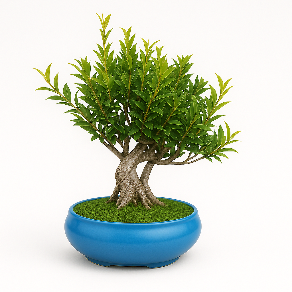 12-Year-Old Ficus Bonsai Tree Auspicious Gift