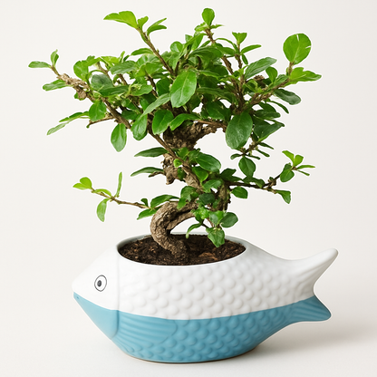 Carmona Flowering Indoor Bonsai Tree – 10 Years, Ceramic Fish Pot