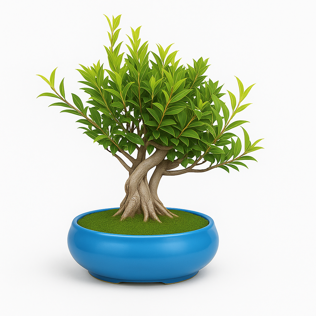 12-Year-Old Ficus Bonsai Tree Auspicious Gift