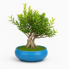 12-Year-Old Ficus Bonsai Tree Auspicious Gift