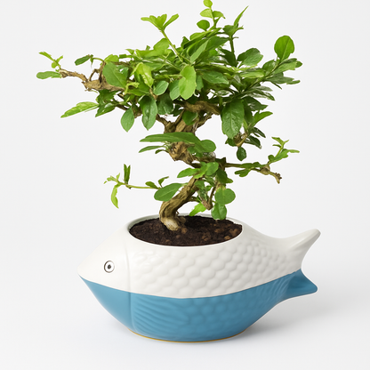Carmona Flowering Indoor Bonsai Tree – 10 Years, Ceramic Fish Pot
