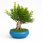 12-Year-Old Ficus Bonsai Tree Auspicious Gift