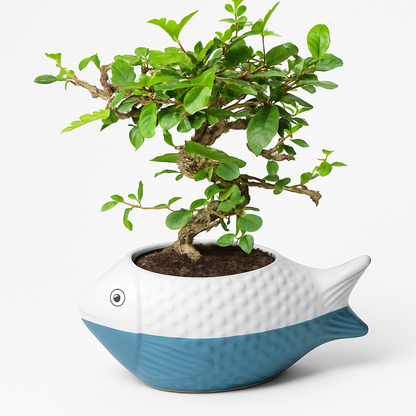 Carmona Flowering Indoor Bonsai Tree – 10 Years, Ceramic Fish Pot