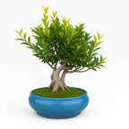 12-Year-Old Ficus Bonsai Tree Auspicious Gift