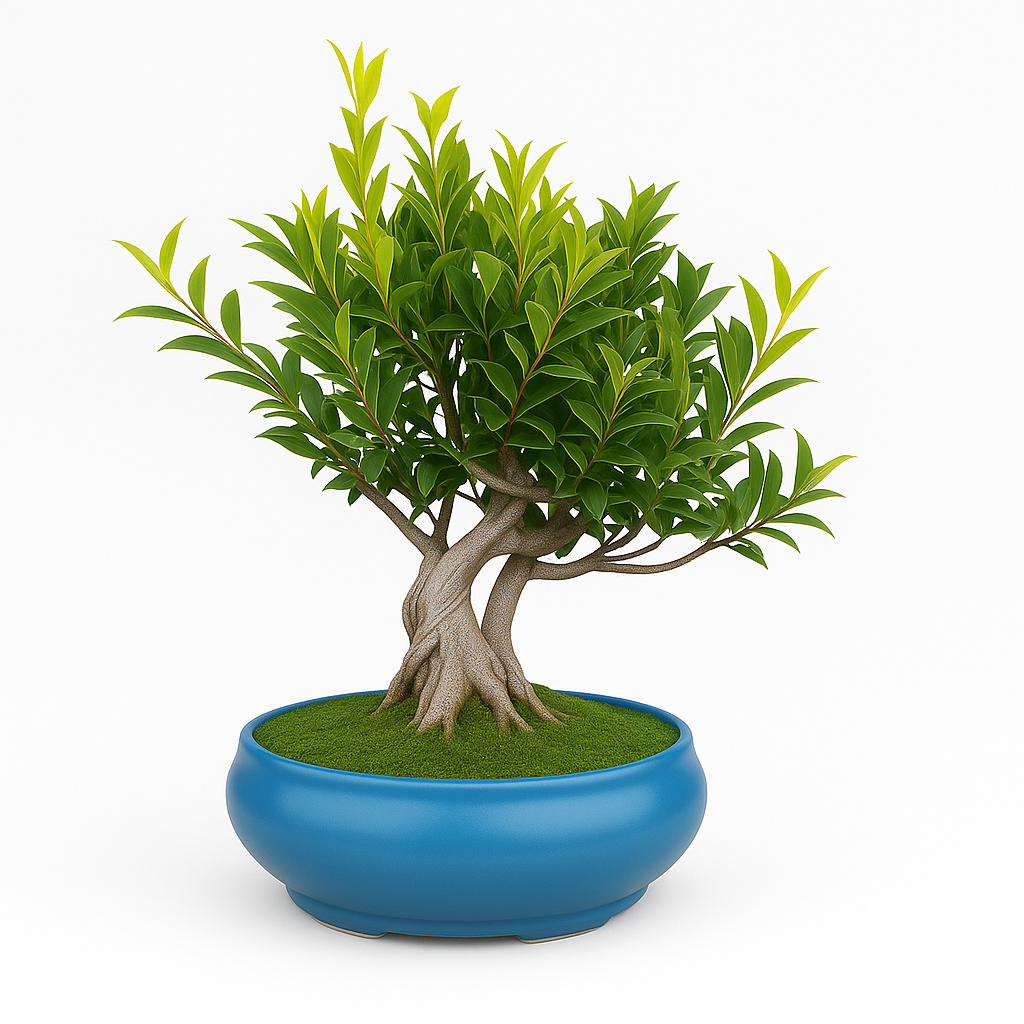 12-Year-Old Ficus Bonsai Tree Auspicious Gift