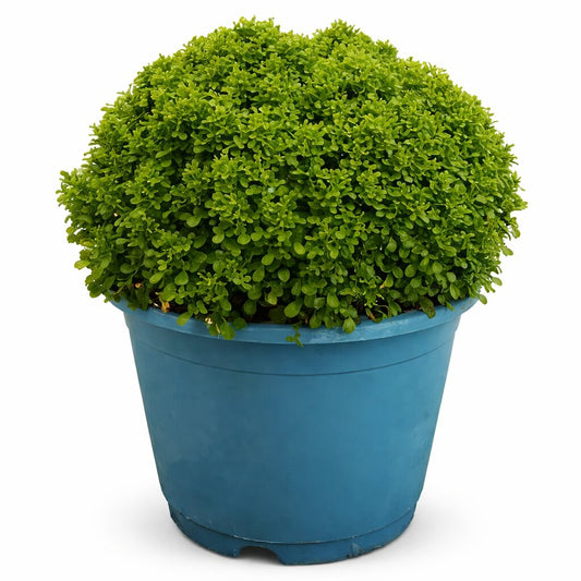 Dwarf Kamini Plant (Murraya Paniculata) – Fragrant Flowering Ornamental Plant