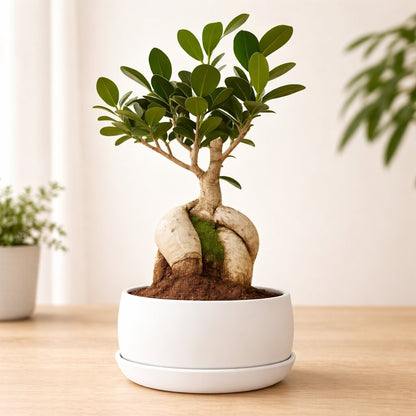 Ficus Microcarpa Indoor Bonsai Tree – 5 Years, Metal Tray Pot
