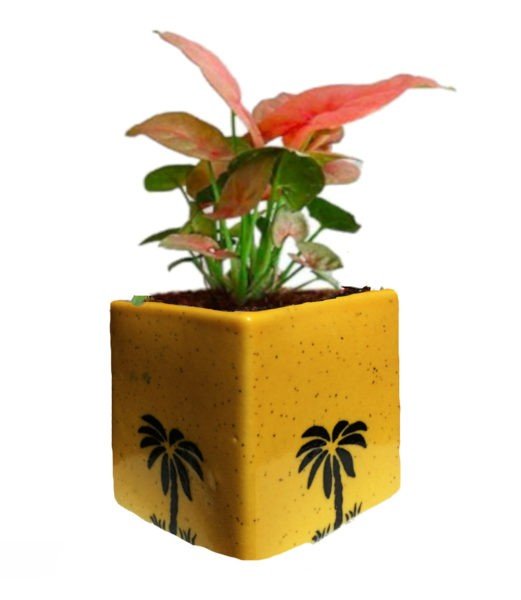 Pink Syngonium Plant | Elegant Indoor Foliage