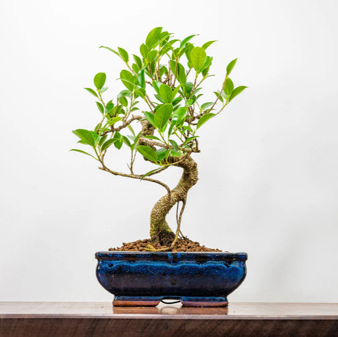Ficus Retusa Bonsai Tree 12 Years Old 30 CM Tall