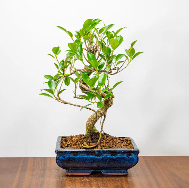 Ficus Retusa Bonsai Tree 12 Years Old 30 CM Tall