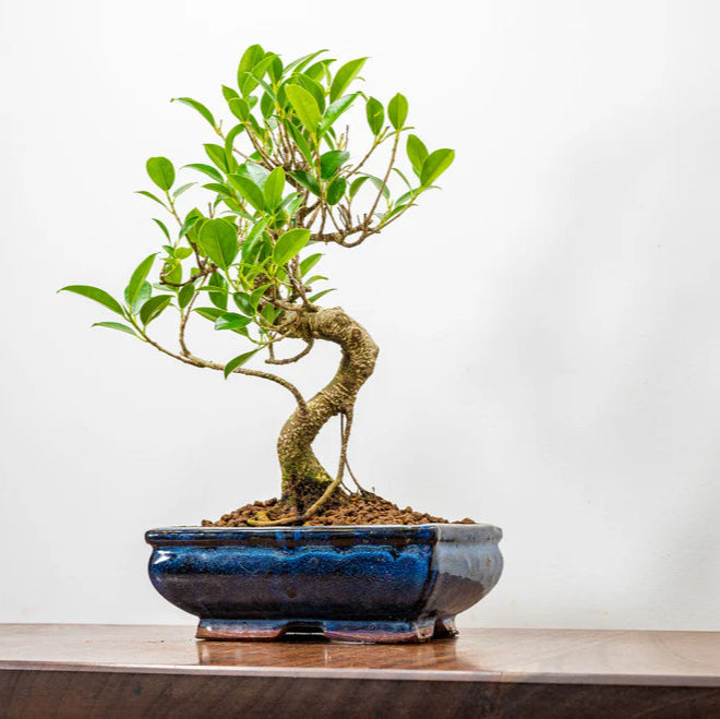 Ficus Retusa Bonsai Tree 12 Years Old 30 CM Tall