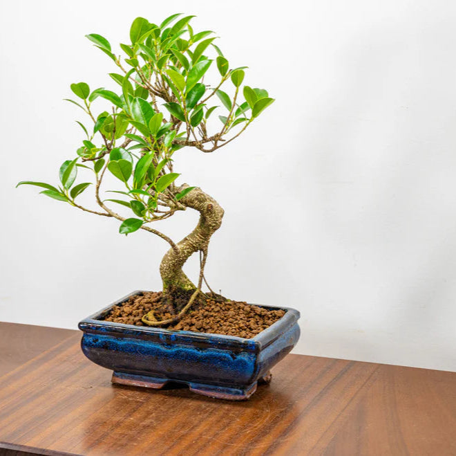 Ficus Retusa Bonsai Tree 12 Years Old 30 CM Tall