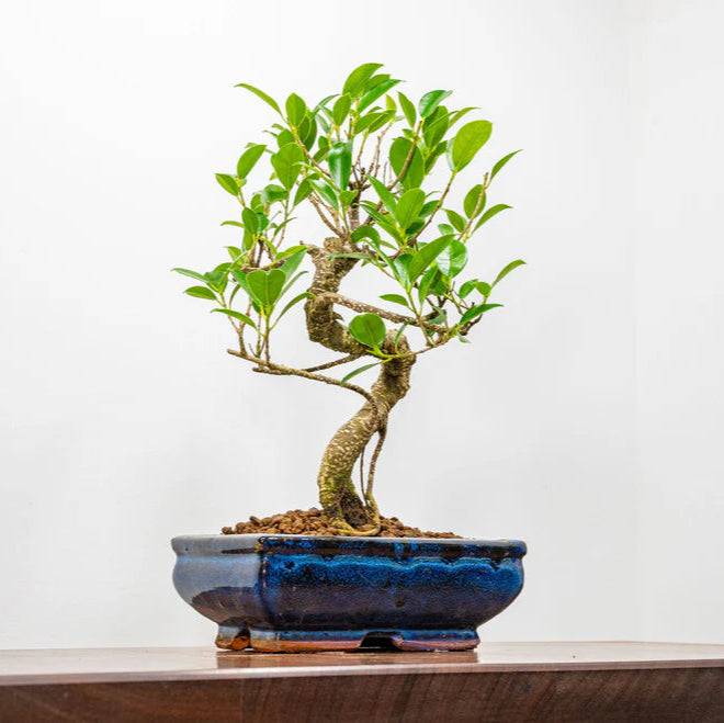 Ficus Retusa Bonsai Tree 12 Years Old 30 CM Tall
