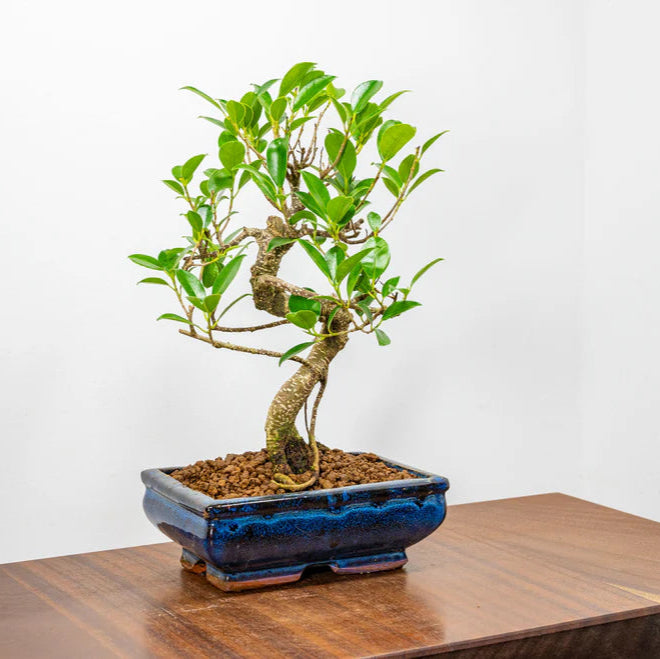 Ficus Retusa Bonsai Tree 12 Years Old 30 CM Tall