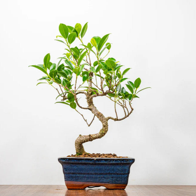 Ficus Retusa Bonsai Tree – 12 Years Old, 30 CM Tall