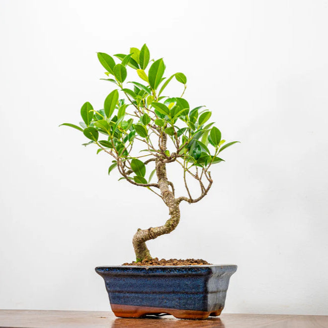 Ficus Retusa Bonsai Tree – 12 Years Old, 30 CM Tall