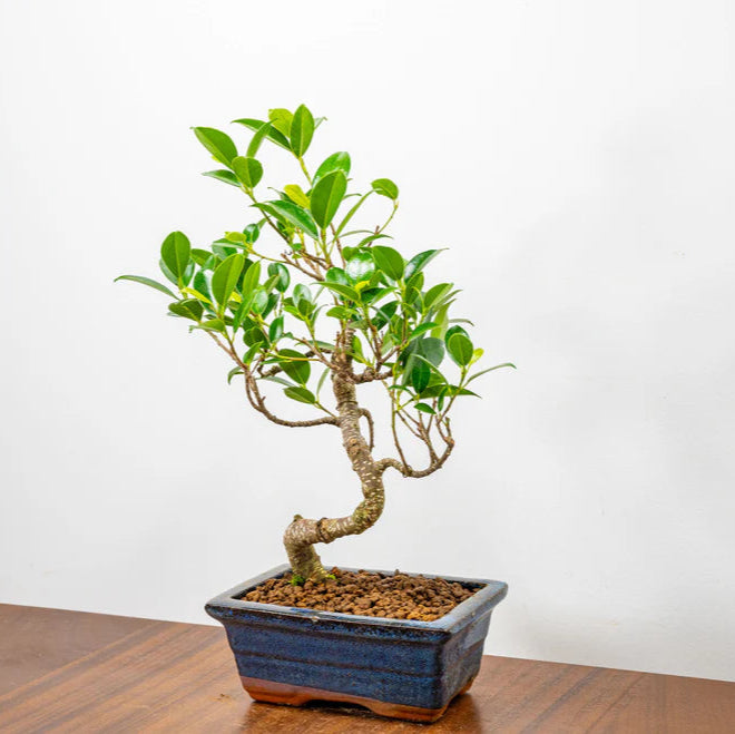 Ficus Retusa Bonsai Tree – 12 Years Old, 30 CM Tall