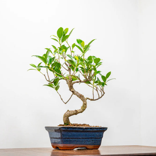 Ficus Retusa Bonsai Tree – 12 Years Old, 30 CM Tall