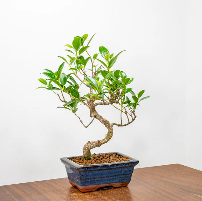 Ficus Retusa Bonsai Tree – 12 Years Old, 30 CM Tall