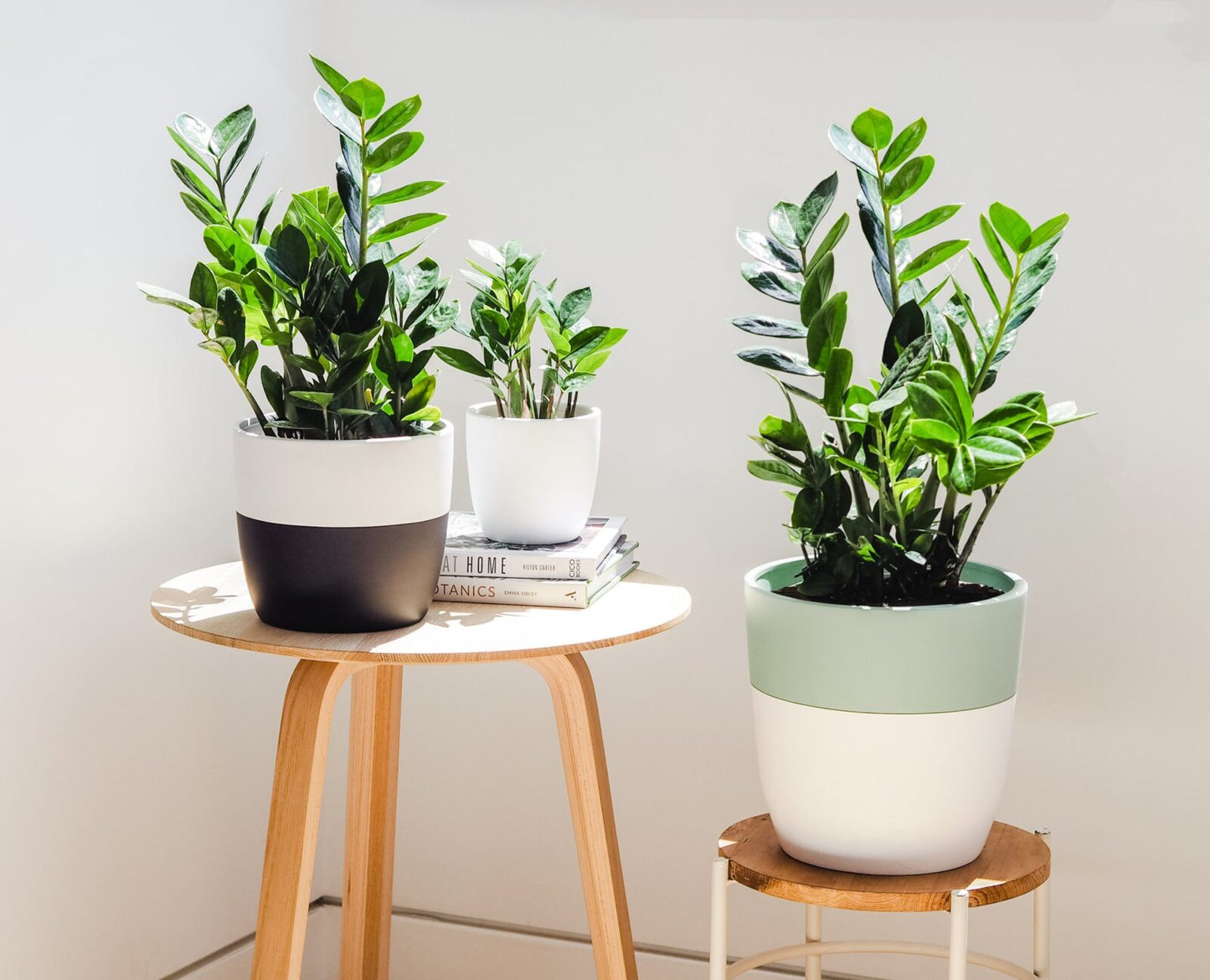 Buy ZZ Plant (Zamioculcas zamiifolia) - Abana Homes