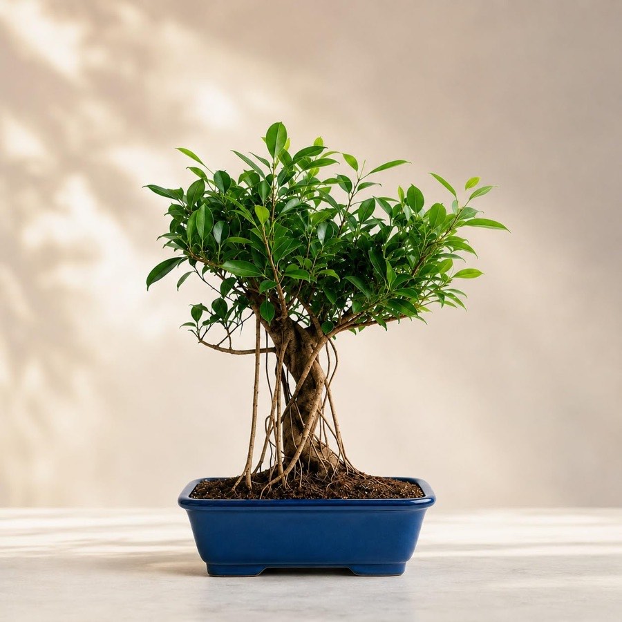Aerial Root Ficus