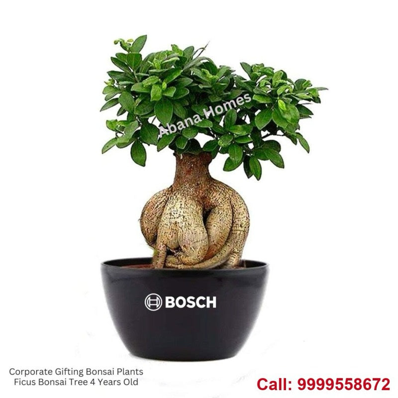 Ficus bonsai in a Bosch branded pot
