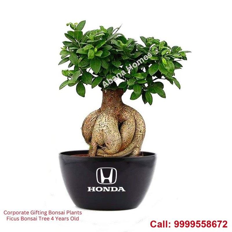 Ficus bonsai in a Honda branded ceramic pot