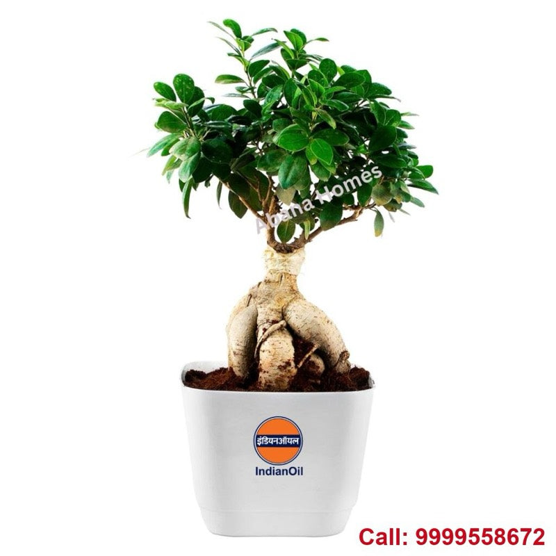 Ficus bonsai in an Indian Oil branded pot