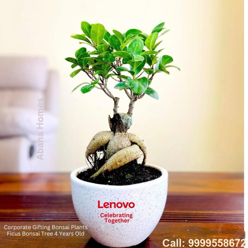Ficus bonsai in a Lenovo branded pot