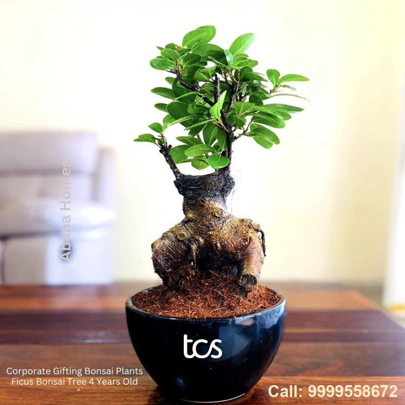 Ficus bonsai in a TCS branded pot
