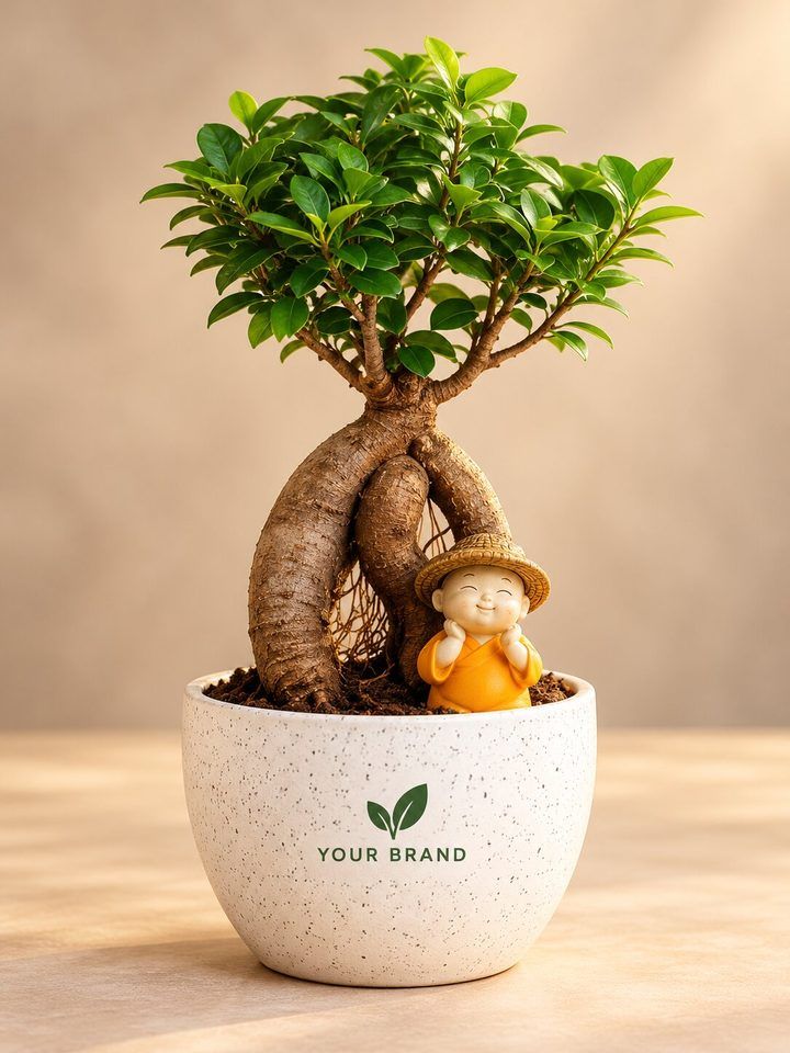 Grafted Ficus Bonsai