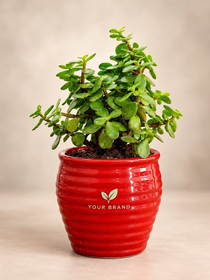 Jade, Money Plant or Syngonium