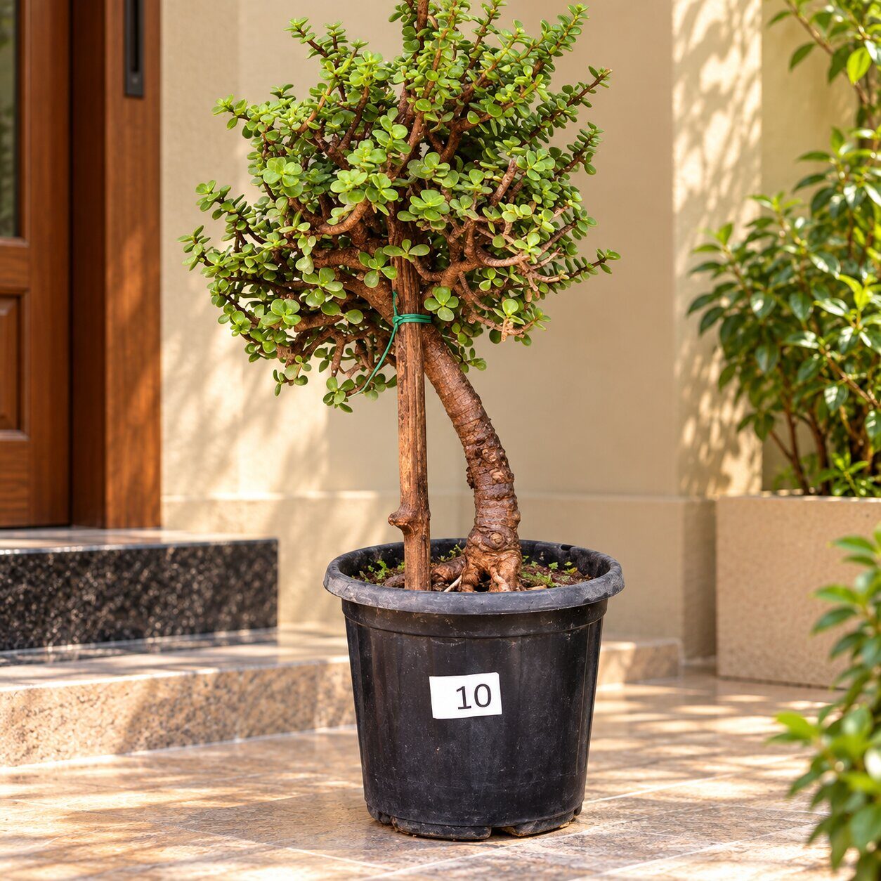 Jade Bonsai · 10+ years old