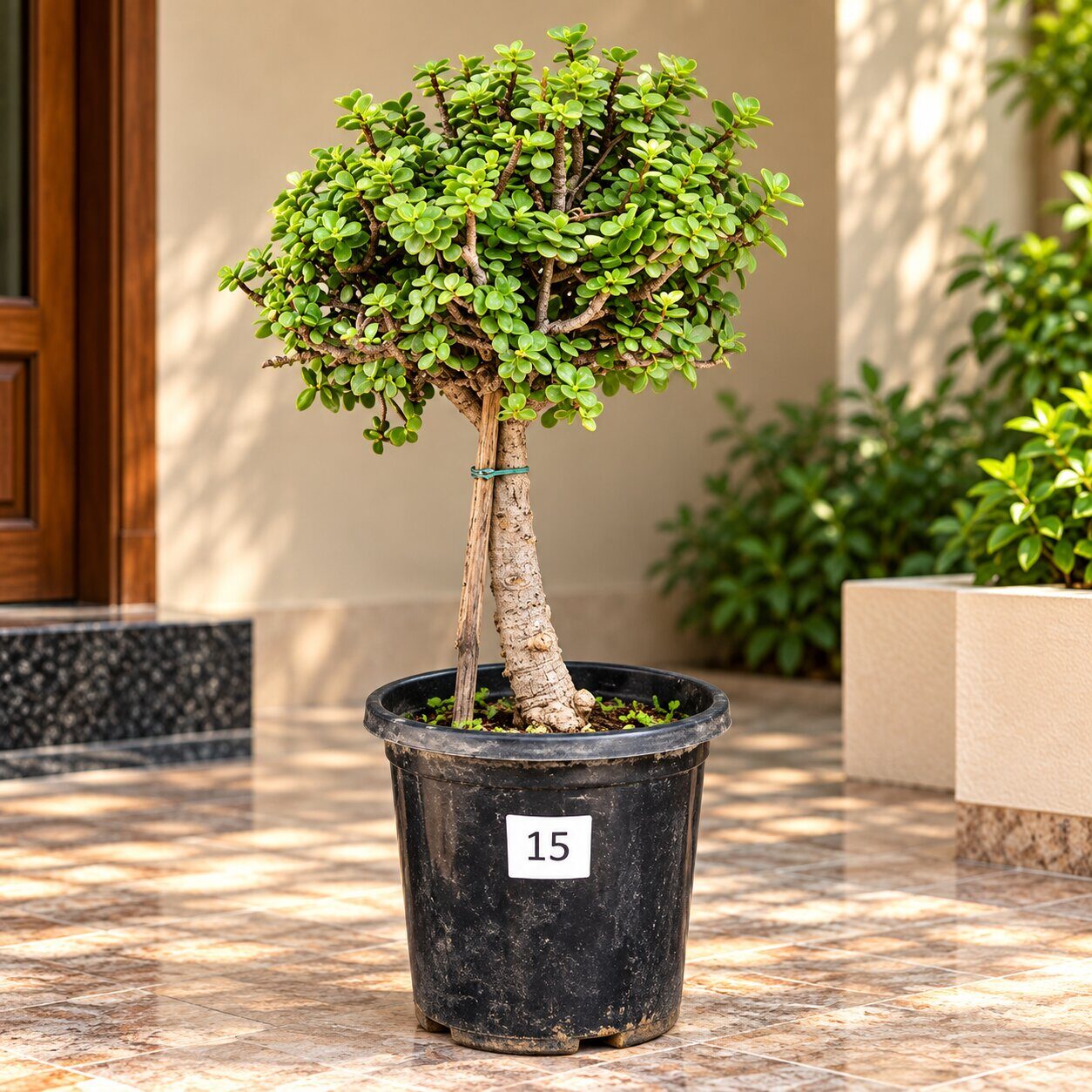 Jade Bonsai · 10+ years old