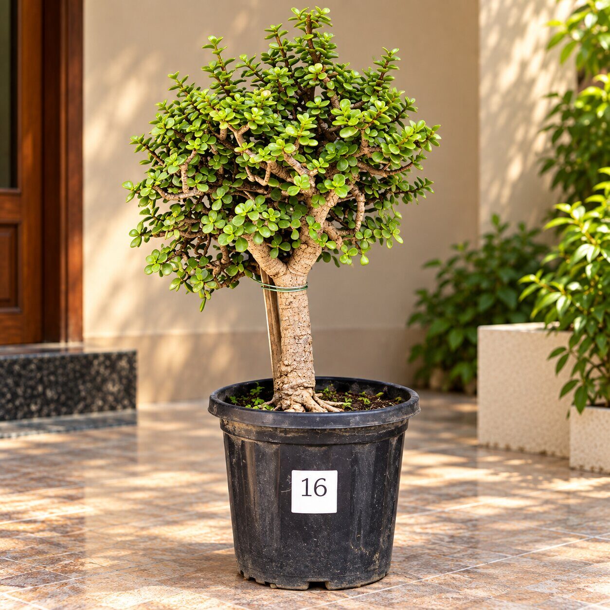 Jade Bonsai · 10+ years old