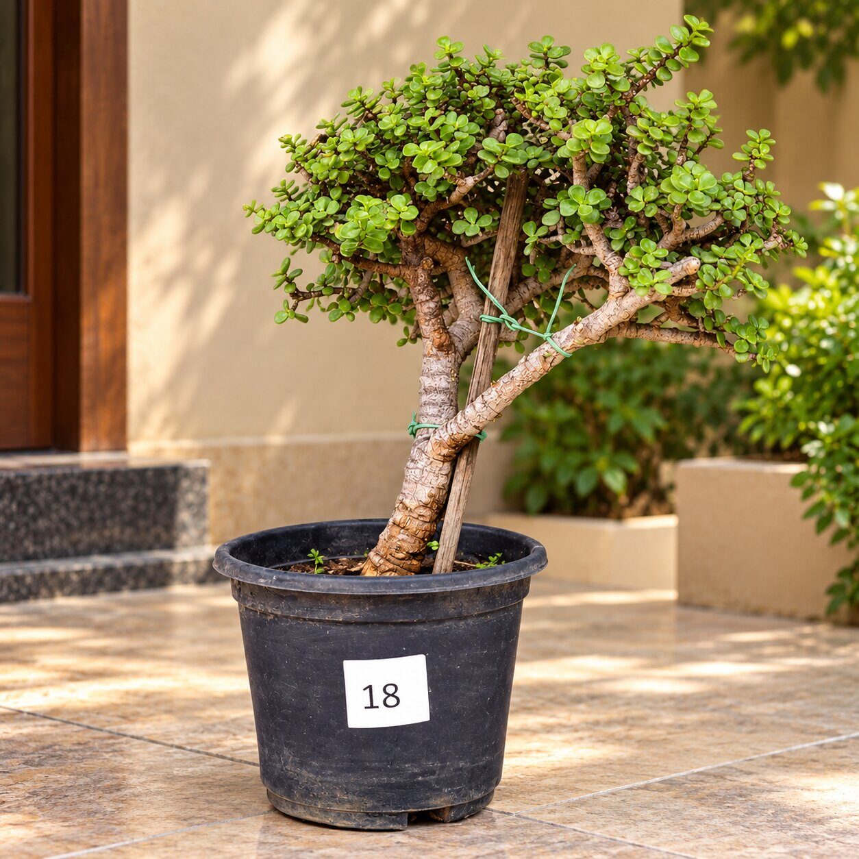 Jade Bonsai · 10+ years old