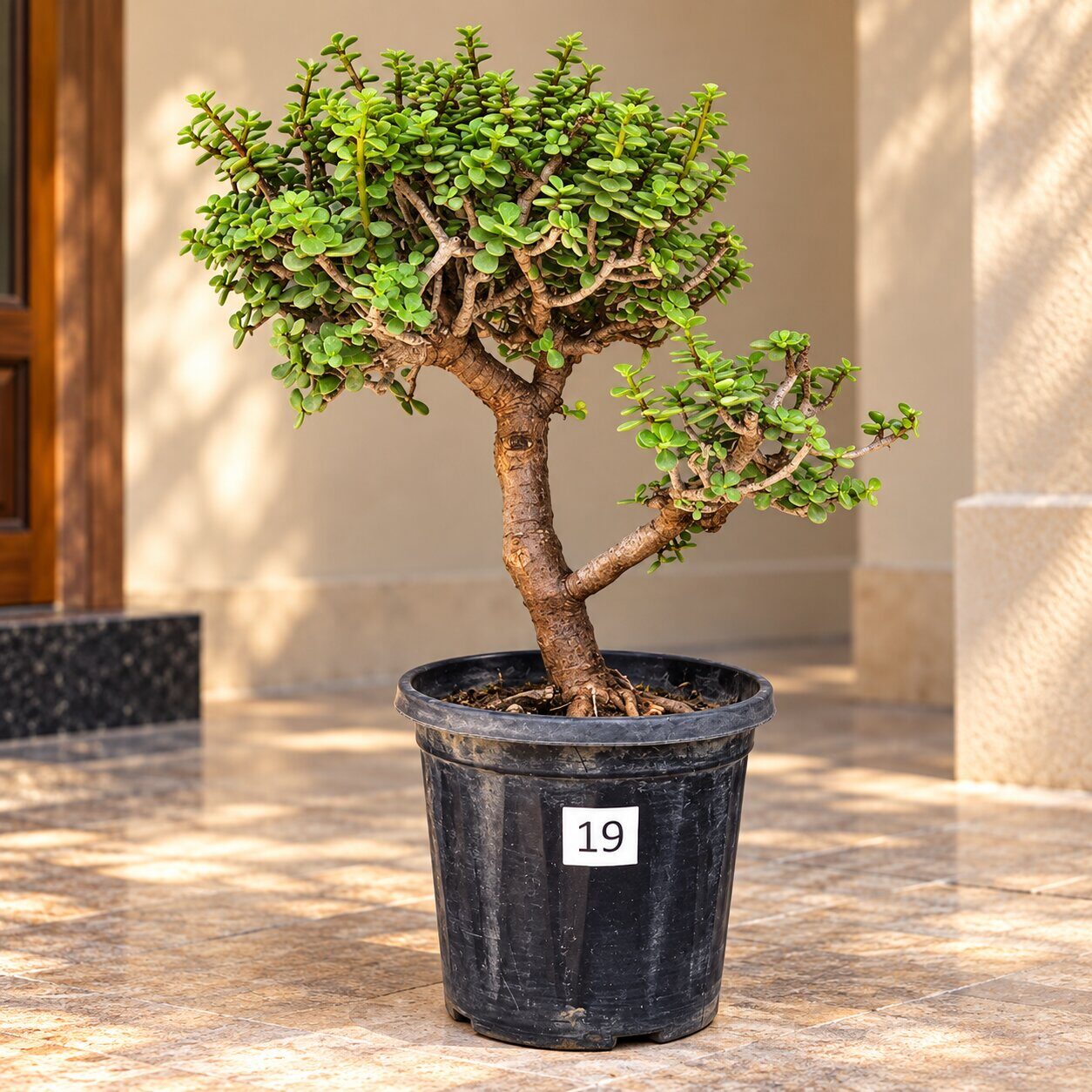 Jade Bonsai · 10+ years old