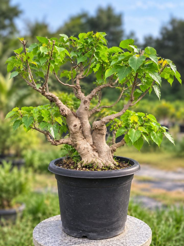 Peepal Bonsai Tree in 12 Inches Pot