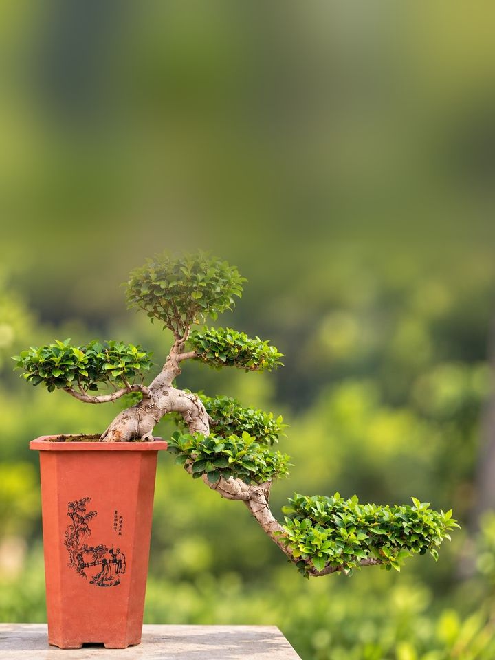 Cascading Ficus Microcarpa Bonsai Tree