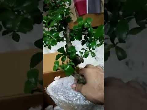 Beautiful Bonsai Plant Delivered by Abana Homes - Awesome Packaging and Plant