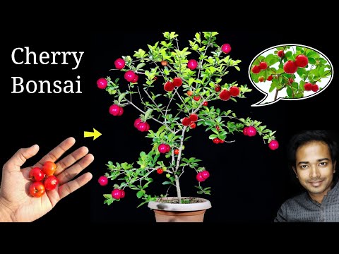 How to Easily grow Cherry tree at home | Easiest bonsai for beginners