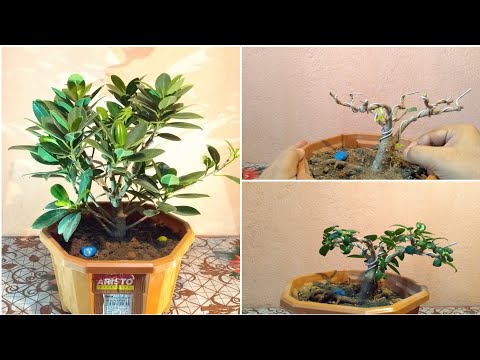 How To Make A Ficus Bonsai