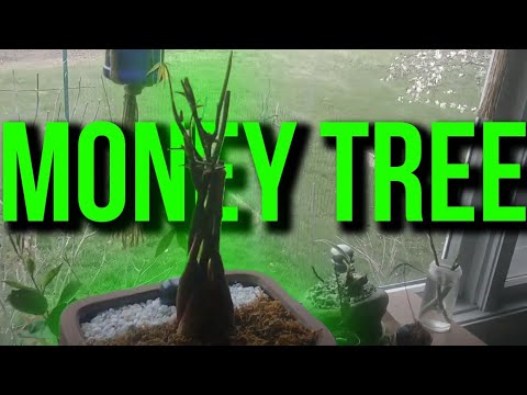 Money Tree Bonsai April 2020